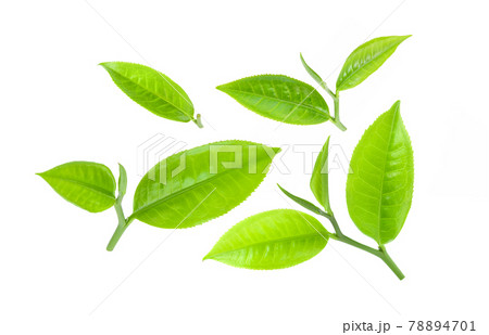 green tea leaf isolated on white green tea leaf isolated on white 78894701