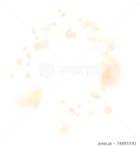 Yellow orange flower petals falling down. Juicy ro Yellow orange flower petals falling down. Juicy ro 78895591