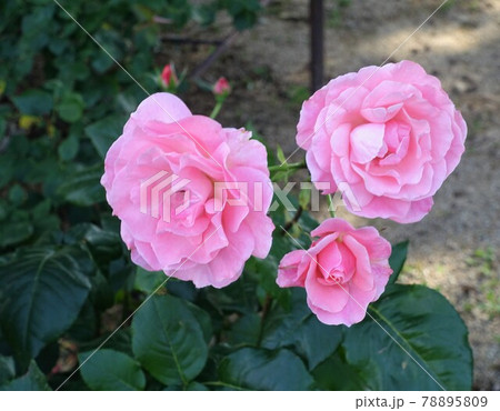 ピンクのバラ3輪 78895809