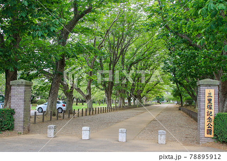 千葉県 成田市 夏 三里塚記念公園 マロニエ並木の写真素材