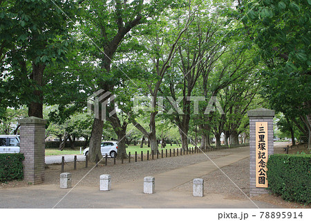 千葉県　成田市　夏　三里塚記念公園　マロニエ並木 78895914