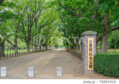 千葉県 成田市 夏 三里塚記念公園 マロニエ並木の写真素材
