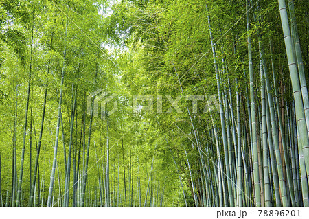 京都嵐山竹林の小径 京都嵐山竹林の小径 78896201