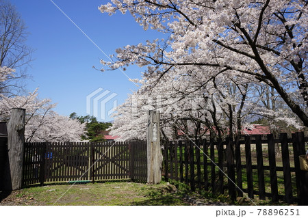 小岩井農場の春 桜が満開 小岩井農場の春 桜が満開 78896251
