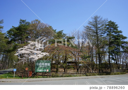 小岩井農場の春 桜が満開 小岩井農場の春 桜が満開 78896260