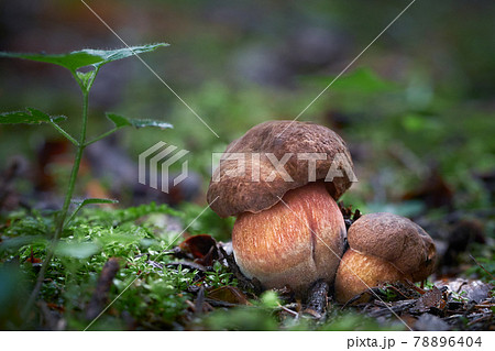 neoboletus luridiformis 78896404