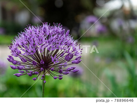 Purple ornamental garlic (Allium hollandicum) with low depth of field in front of a garden, Germany Purple ornamental garlic (Allium hollandicum) with low depth of field in front of a garden, Germany 78896646