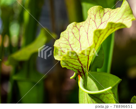 Young pitcher plant, scientific name Nepenthes, with dark red leaf veins, photographed as a macro at close range, botanical 78896651