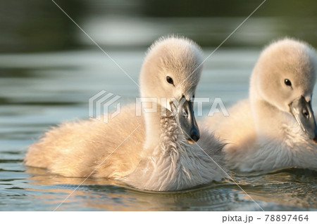 Cygnets on the water during sunset Cygnets on the water during sunset 78897464