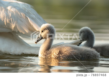Cygnets on the water during sunset 78897468