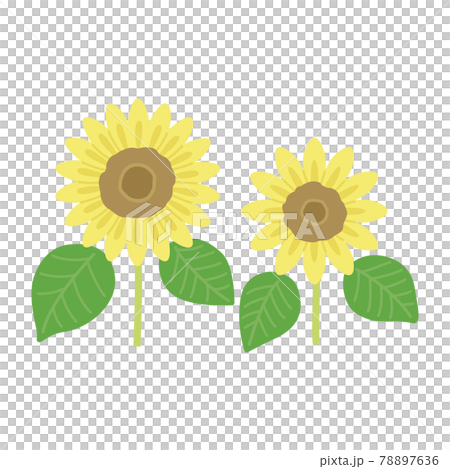 ひまわりのイラスト 78897636