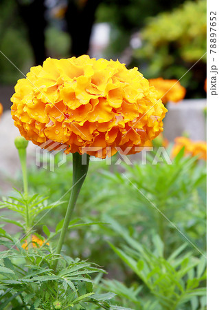 台湾 菊 キク 78897652