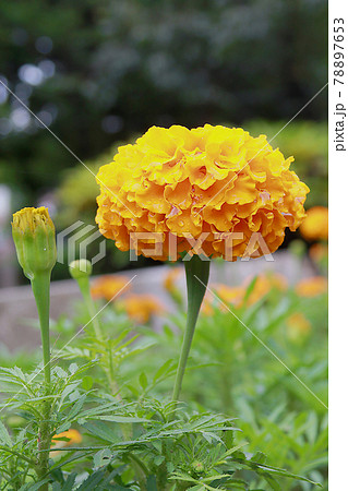 台湾 菊 キク 78897653