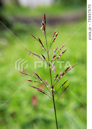 台湾 草 花 78897670