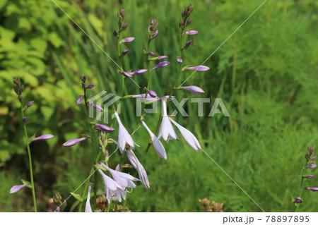 初夏の公園に咲くギボウシの薄紫色の花 78897895