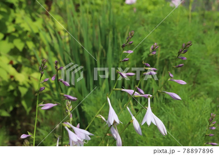 初夏の公園に咲くギボウシの薄紫色の花 78897896
