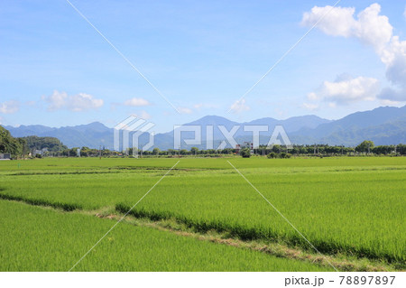 台湾花蓮県の田園風景や農業 Rice field in Taiwan and Agreculture 78897897