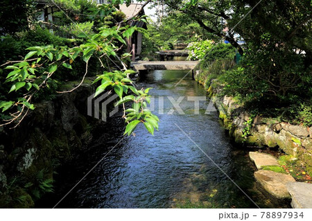 中山道醒ヶ井宿：地蔵川の梅花藻・3（滋賀県醒ヶ井宿） 78897934