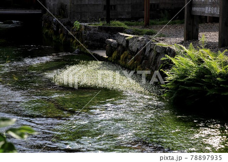中山道醒ヶ井宿:地蔵川の梅花藻・4(滋賀県醒ヶ井宿) 中山道醒ヶ井宿:地蔵川の梅花藻・4(滋賀県醒ヶ井宿) 78897935