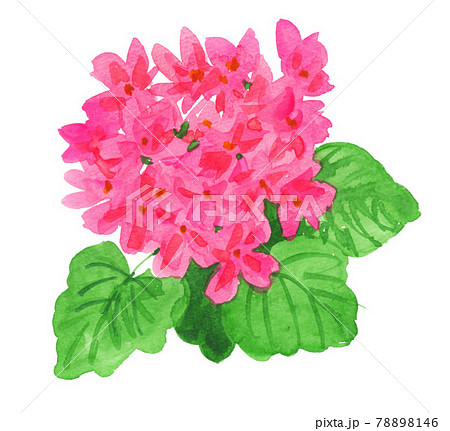 geranium21622pix8 78898146