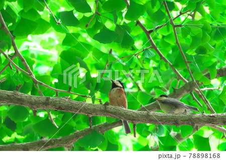 ヤマガラ 78898168