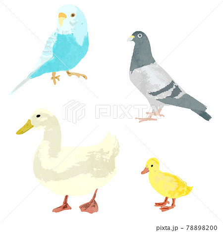 鳥の水彩ベクターイラストセットのイラスト素材 7800