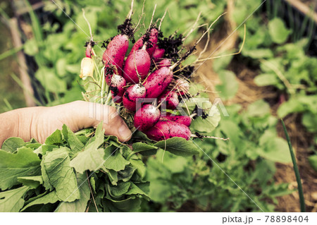 tasty eco radish from own garden. permaculture tasty eco radish from own garden. permaculture 78898404