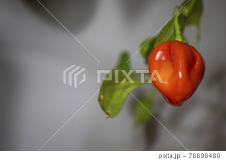 habanero red superhot chili pepper habanero red superhot chili pepper 78898480