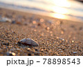 浜辺の上の貝殻 78898543