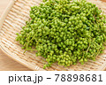 実山椒　山椒の実 78898681