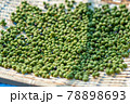 実山椒　山椒の実　粉山椒 78898693