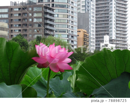 上野公園の蓮の花 78898725