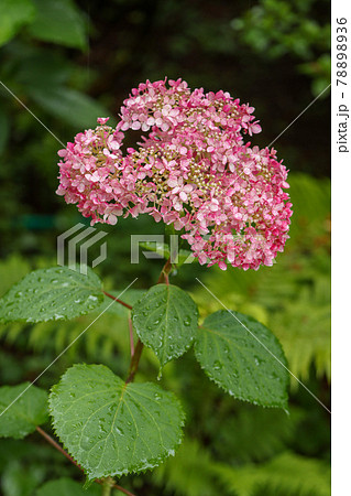 紫陽花 紫陽花 78898936
