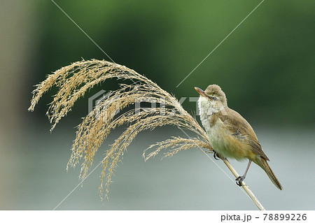 オオヨシキリ 78899226