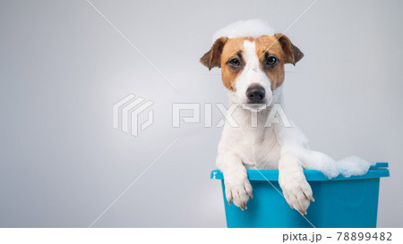 Funny friendly dog jack russell terrier takes a bath with foam on a white background Funny friendly dog jack russell terrier takes a bath with foam on a white background 78899482