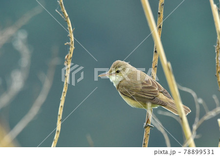 オオヨシキリ 78899531