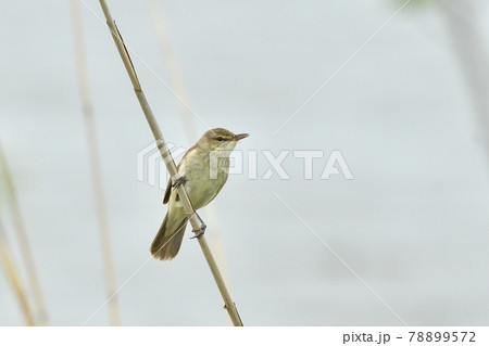 オオヨシキリ 78899572