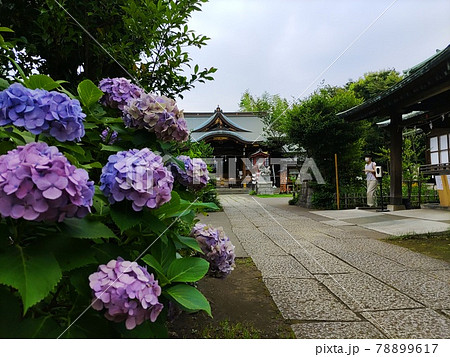 鷺宮八幡宮でアジサイ 78899617