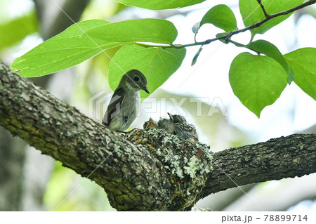 コサメビタキ 78899714