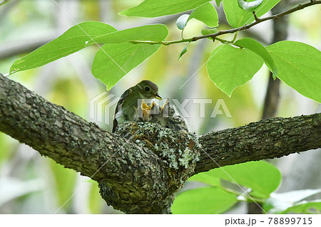コサメビタキ 78899715