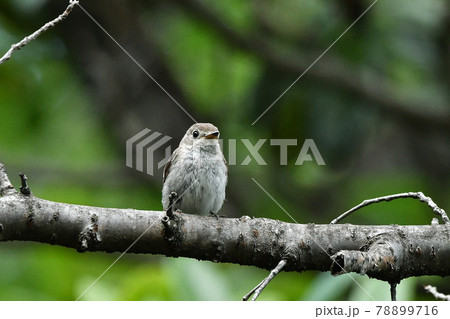 コサメビタキ 78899716