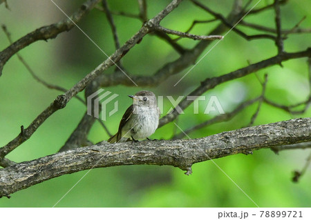 コサメビタキ 78899721