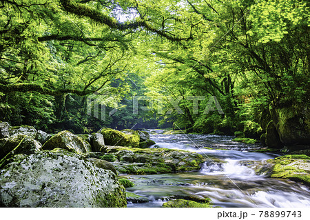 綺麗な水に癒やされる菊池渓谷 （熊本県菊池市） 78899743