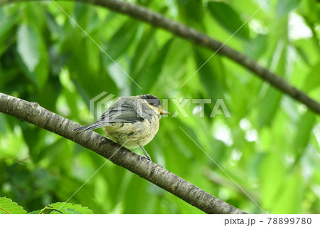 ヤマガラの子供 ヤマガラの子供 78899780