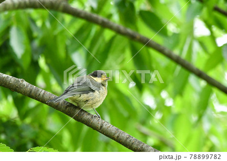 ヤマガラの子供 78899782