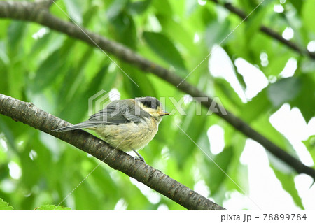 ヤマガラの子供 78899784