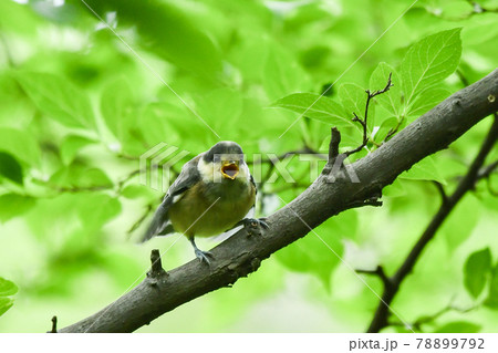 ヤマガラの子供 ヤマガラの子供 78899792
