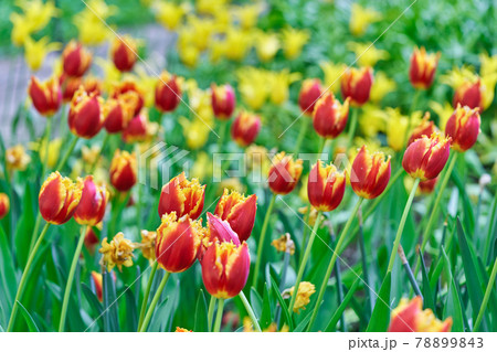 Bright flowers of tulips on a tulip field on a sunny morning 78899843