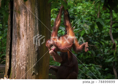 木 ツリー 樹 78899899