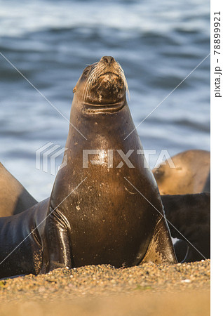 Mother sea lion, Patagonia Mother sea lion, Patagonia 78899921